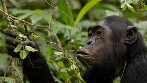 Chimpanzees Consuming an Amount Equal of a Beer Daily from Fermented Fruits, Investigation Finds