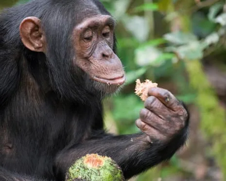 Apes Drink Everyday Ethanol Comparable to a Lager from Ripe Fruit